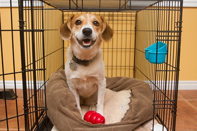 Crate Training: Don't Fence Me In