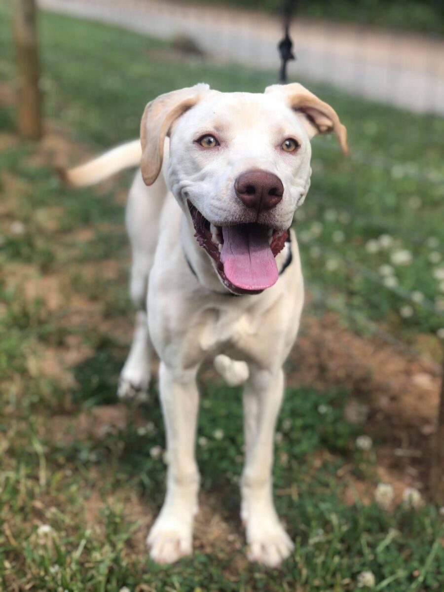 Bindi | Passion 4 Paws