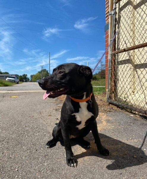 Adopted - Happy Tails!  Passion 4 Paws