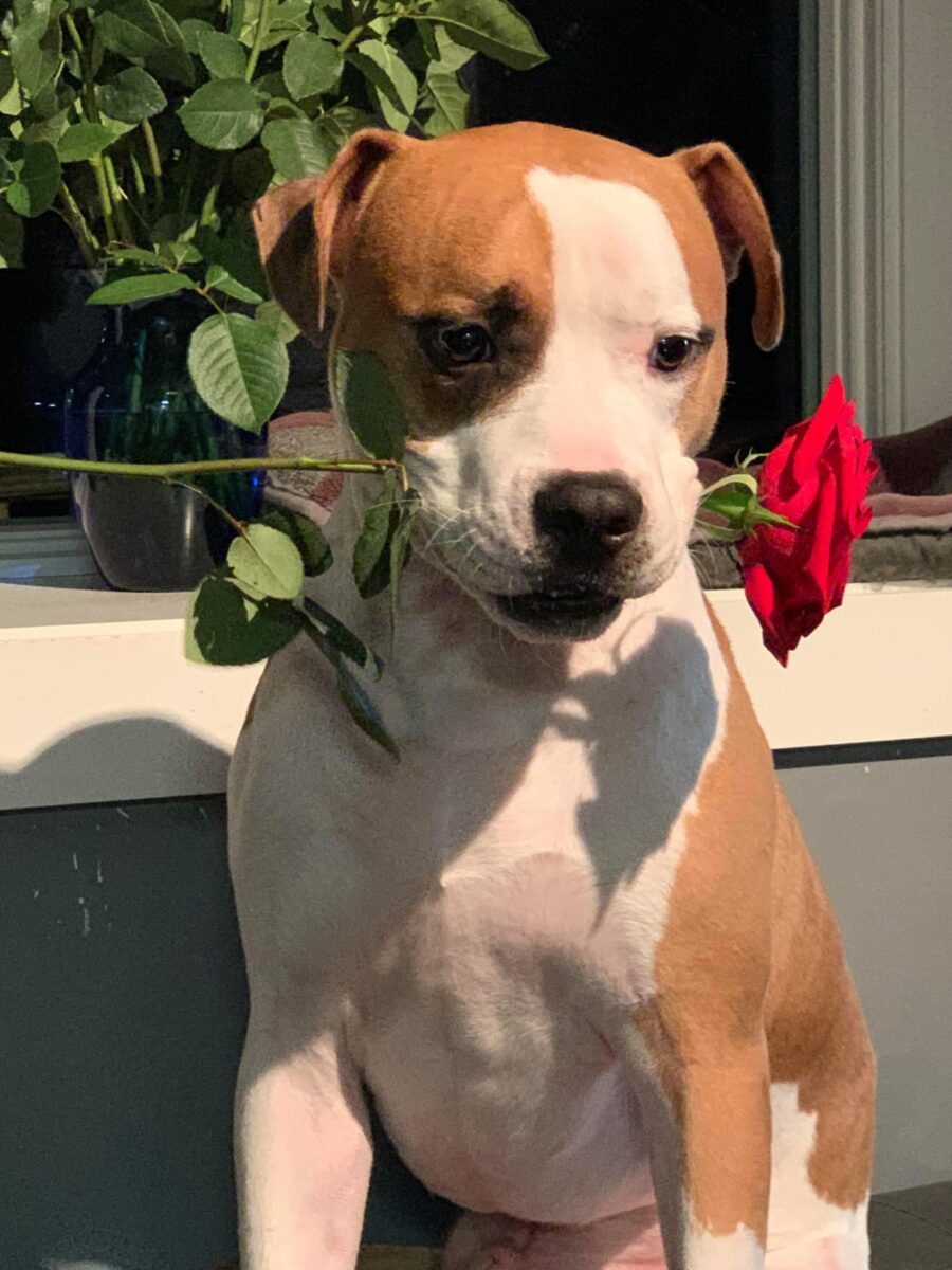 Hunter | Passion 4 Paws