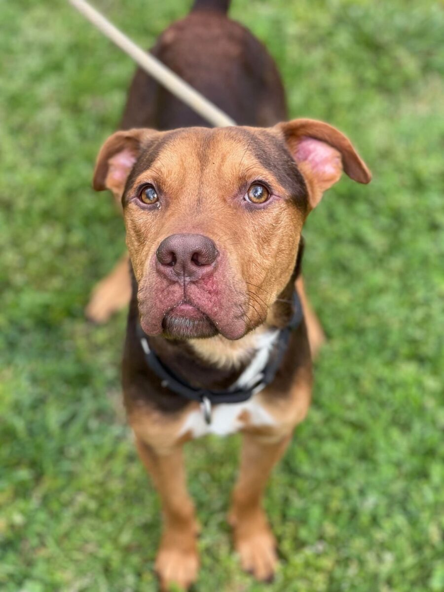 Red Nose Pitbull Mix Rottweiler