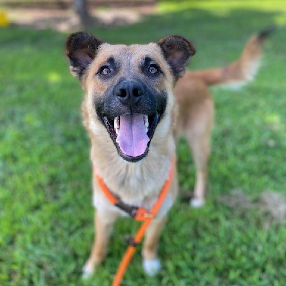 johnson-passion-4-paws